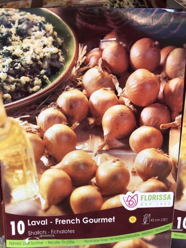 onion-shallots-laval-french-bulb-florissa