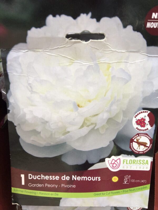 peony-duchesse-de-nemours-bulb-florissa