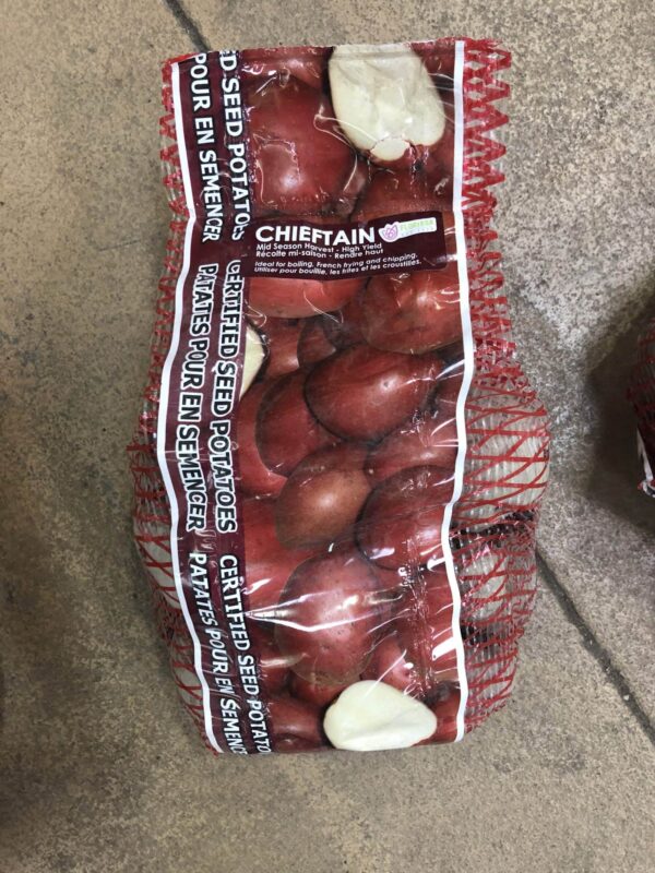 potatoes-chieftan-bulb-seed-florissa