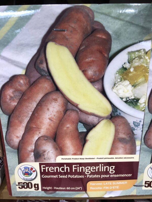 potatoes-french-fingerling-bulb-florissa