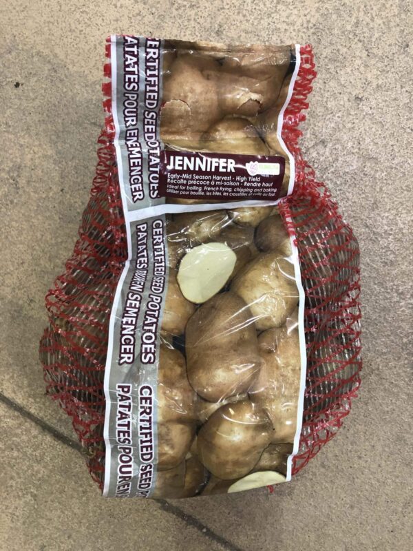 potatoes-jennifer-seed-bulb-florissa
