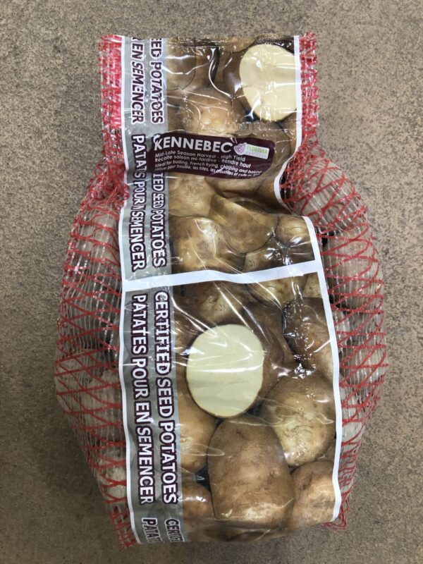 potatoes-kennebec-seed-bulb-florissa
