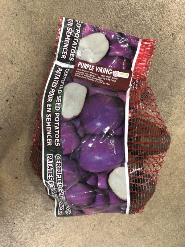 potatoes-purple-viking-seed-bulb-florissa