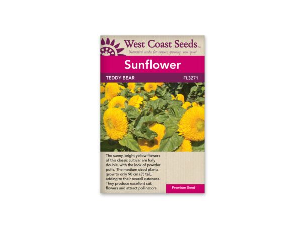 sunflower-teddy-bear-west-coast-seeds
