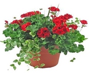 Solid Varieties-Grower’s Choice-Sun / Partial Shade
