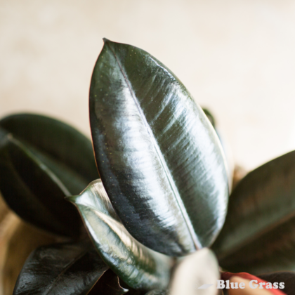 Rubber Plant Burgundy - Calgary Location