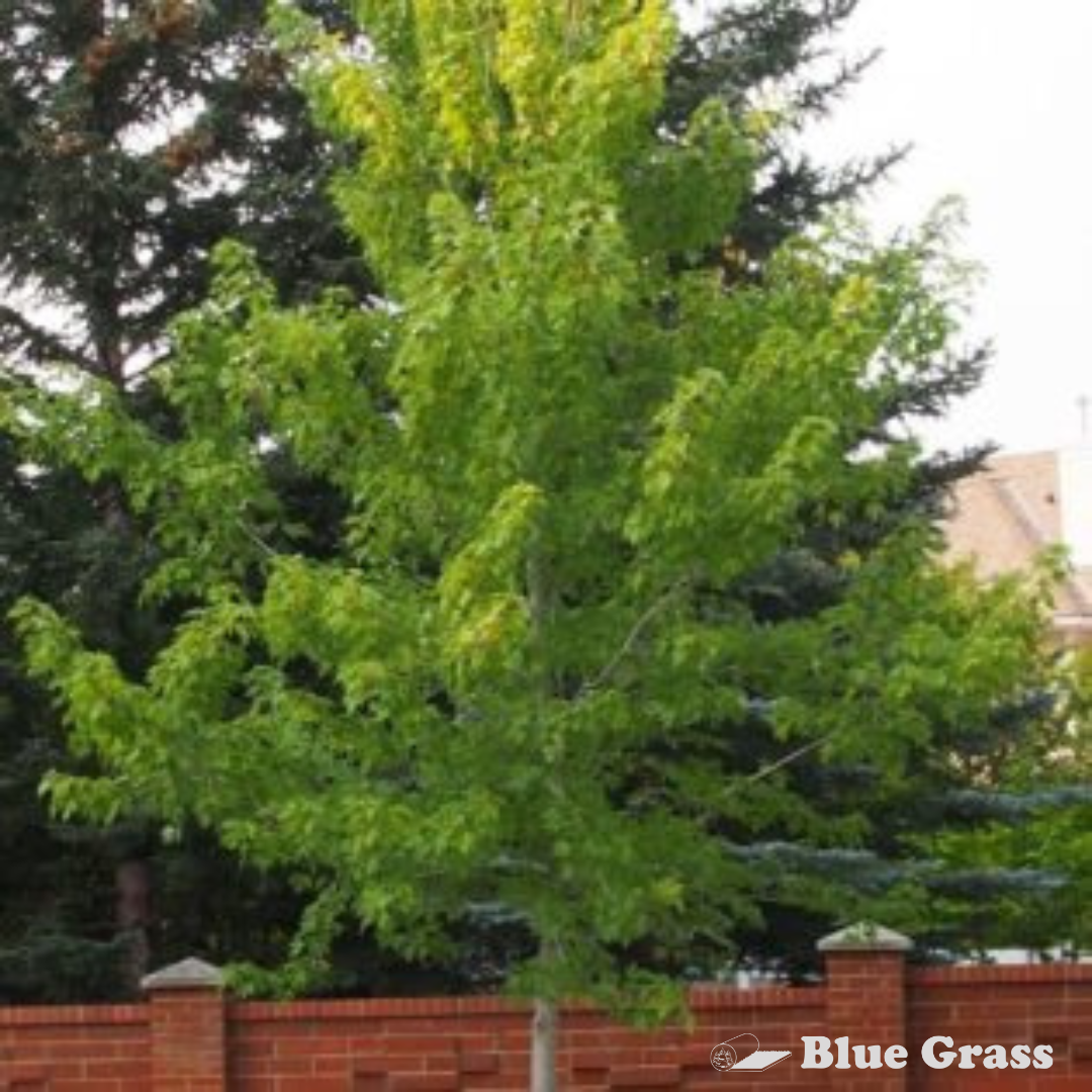 Autumn Blaze Maple