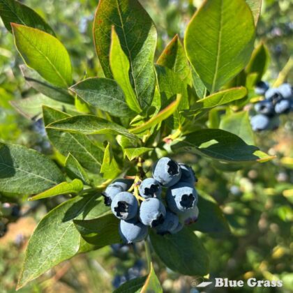 Vaccinium-'Northcountry'-blueberry-good