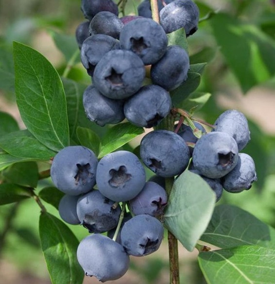 blueberry-polaris-vaccinium