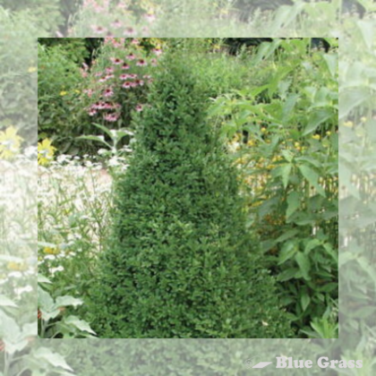 buxus-green-mountain-boxwood