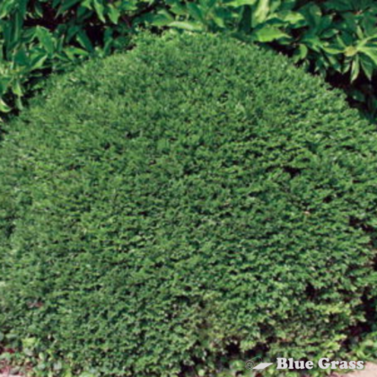 buxus-green-velvet-boxwood