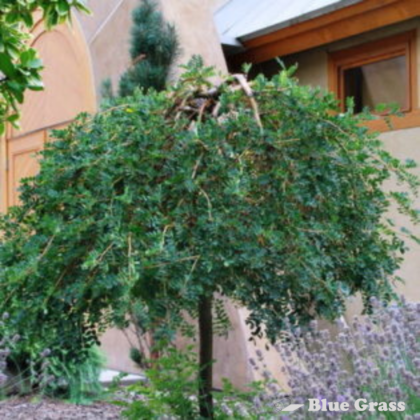 caragana-arborescens-pendula-weeping-caragana