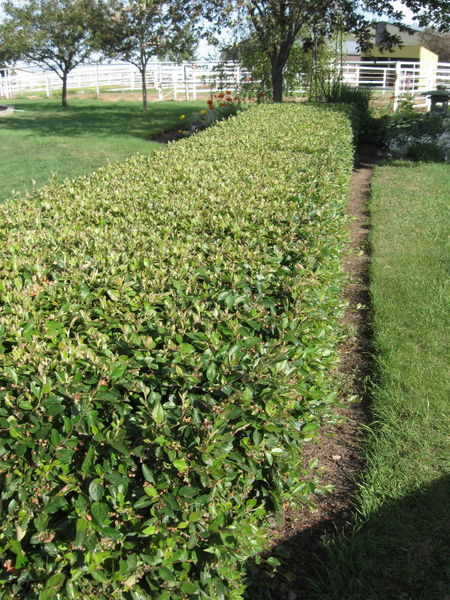 cotoneaster-lucidus-hedge-peking