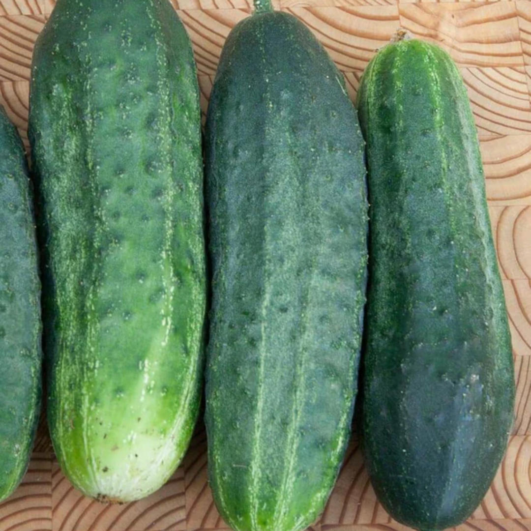 Excelsior Organic F1 Cucumber West Coast Seeds – Blue Grass Nursery ...