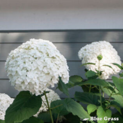 hydrangea-arborescens-incrediball-hydrangea