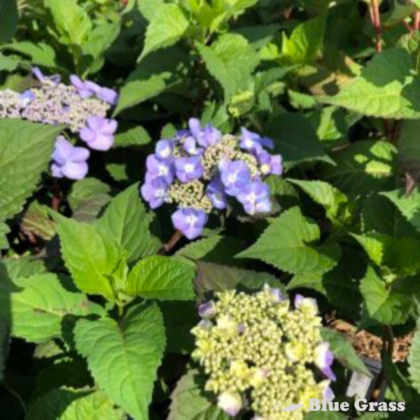 hydrangea-macrophylla-bloomstruck-hydrangea