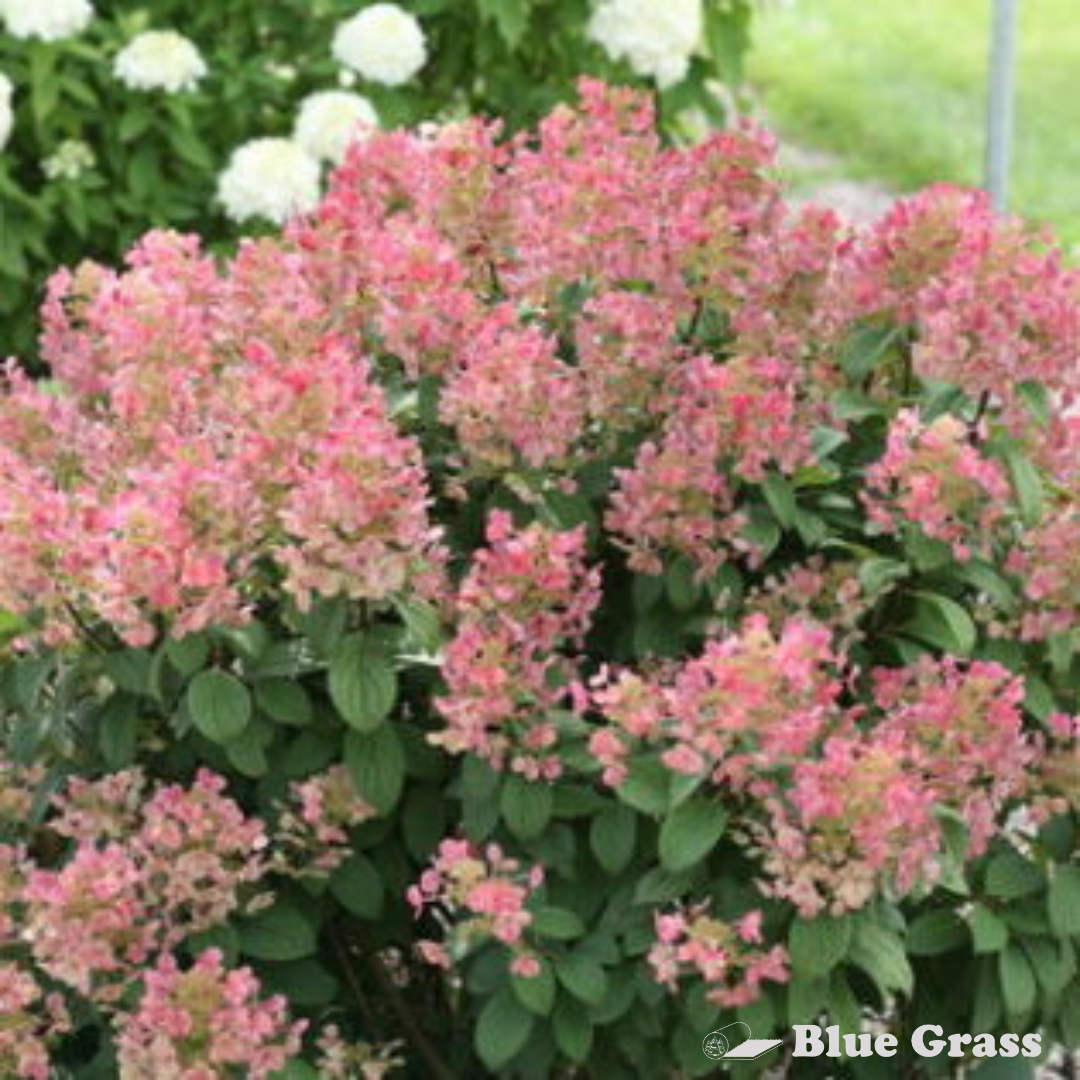 Little Quick Fire Hydrangea-Proven Winners – Blue Grass Nursery