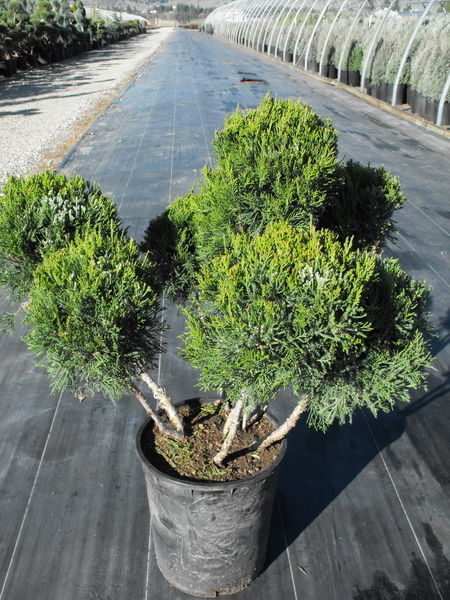 juniperus-chinensis-mint-julep-pompom-juniper