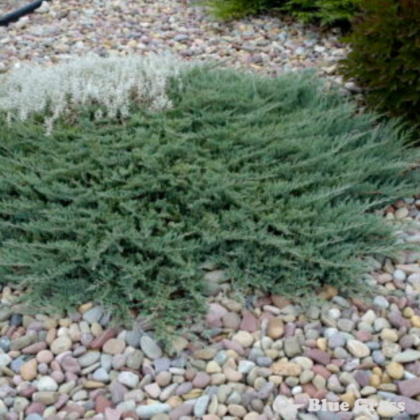 Blue Chip Juniper