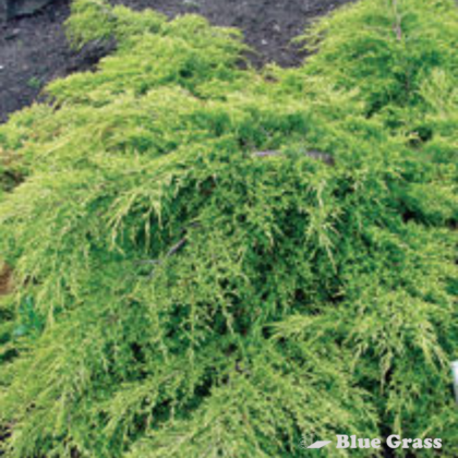 Sea of Gold® Juniper