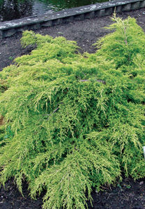 juniperus-x-pfitzeriana-sea-of-gold