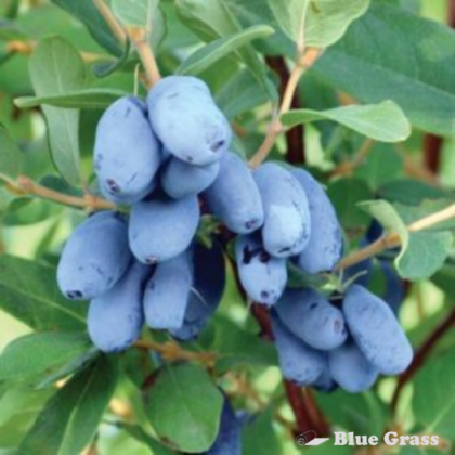 Boreal Beauty Honeyberry Haskap