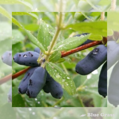 Boreal Blizzard Honeyberry Haskap