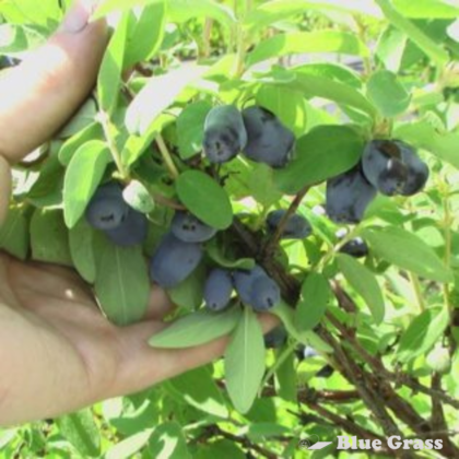 lonicera-caerulea-borealis-honeybery-haskap