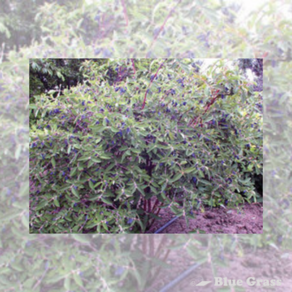 lonicera-caerulea-kamtschatica-combo-honeyberry-haskap