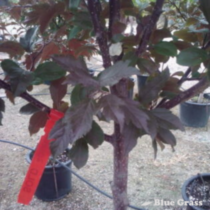 Royal Raindrops Crabapple