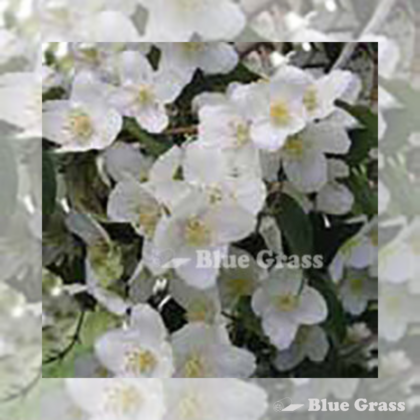 philadelphus-lewisii-Waterton-Mock-Orange