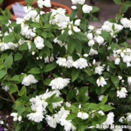 Snowbelle Mockorange