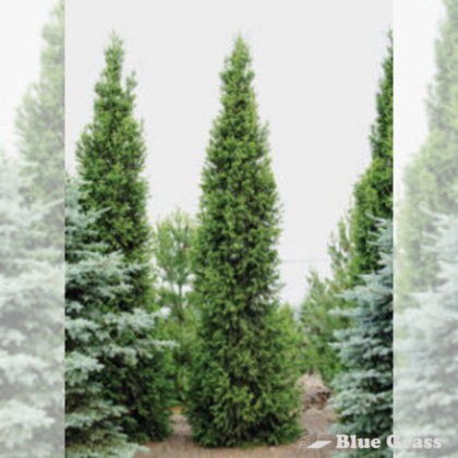 picea-glauca-montrose-charm-spruce