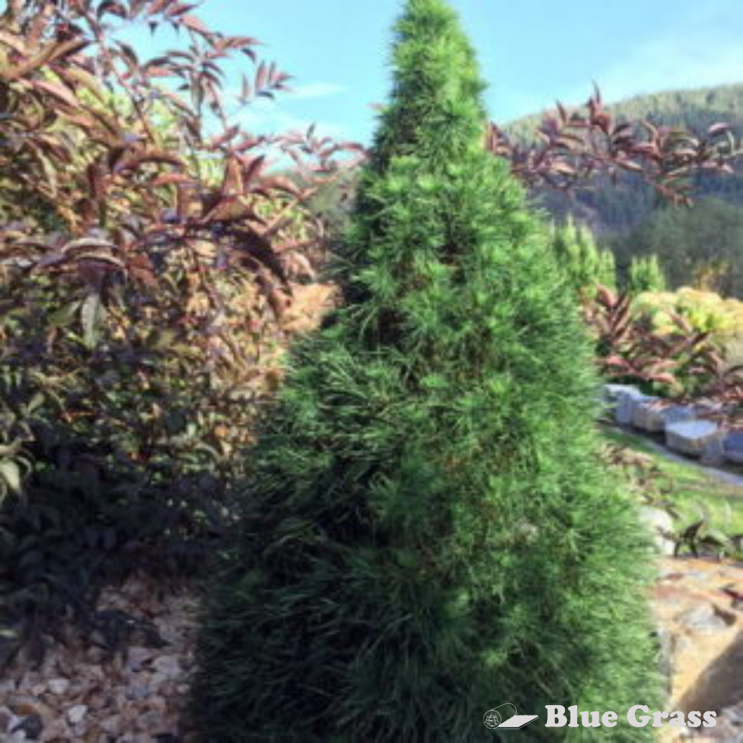 pinus-sylvestris-green-penguin-scots-pine