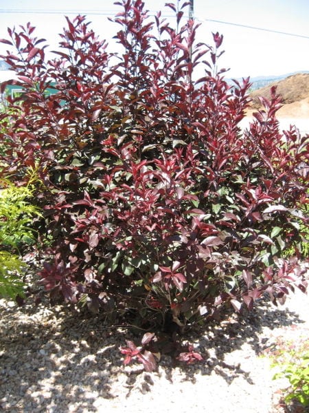 prunus-x-cistena-purple-leaf-sand-cherry