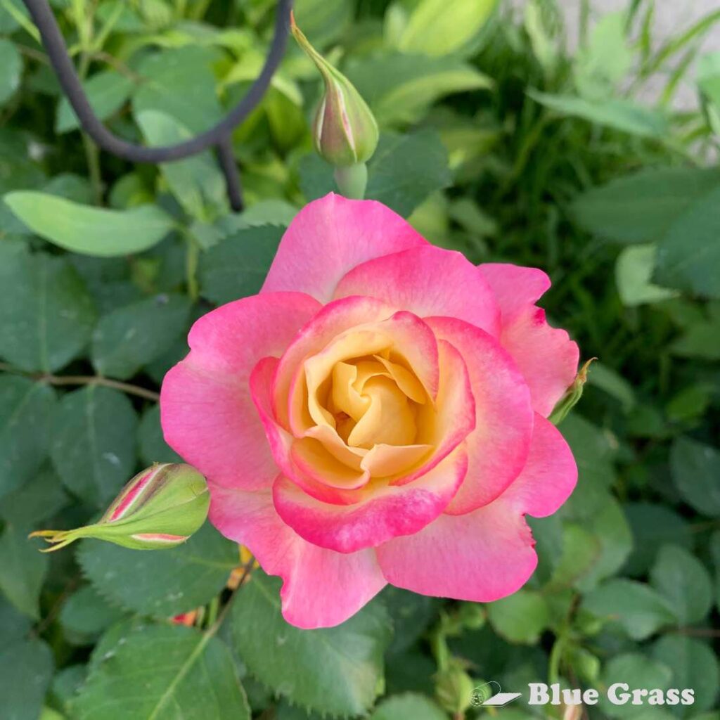Blue Roses Calgary Roses – Blue Grass Nursery & Garden Centre: Calgary, Edmonton & Red Deer