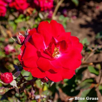 rosa-champlain-rose-good