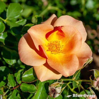 rosa-chinook-sunrise-rose-good