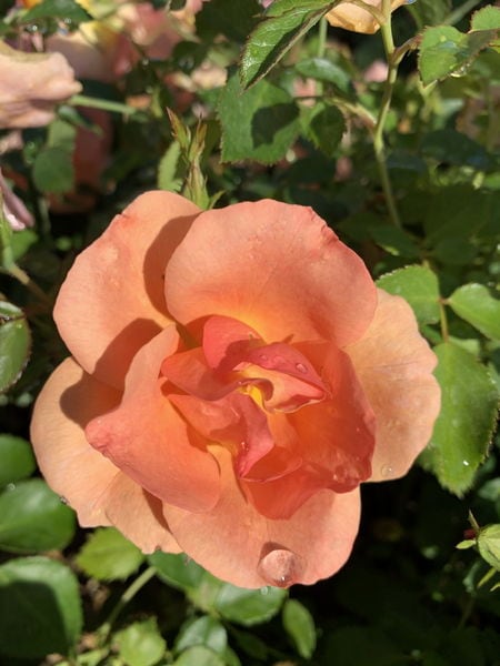 rosa-chinook-sunrise-rose