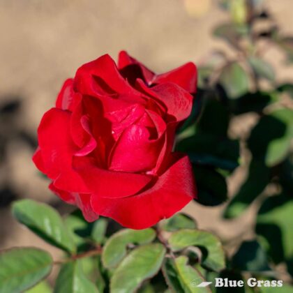 rosa-emily-carr-rose-good