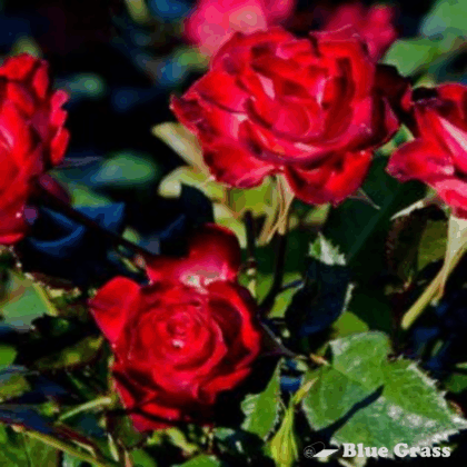 rose-never-alone-rosa