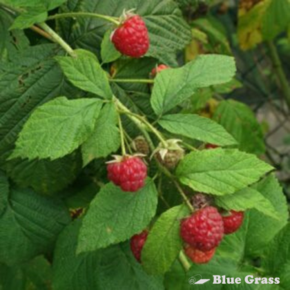 Double Delight Raspberry