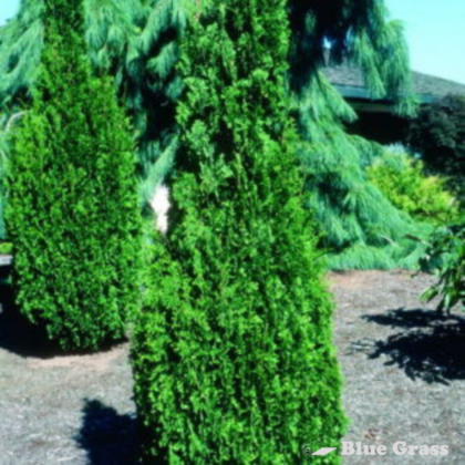 Degroots Spire Cedar