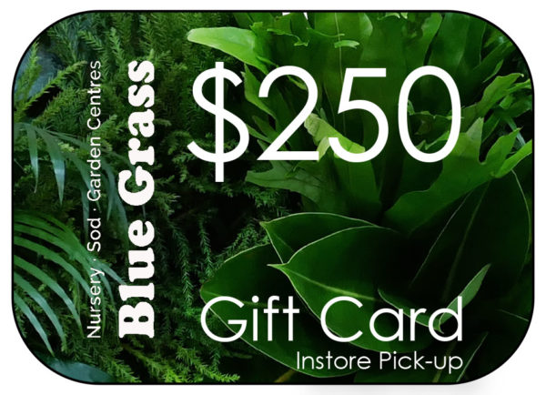 blue-grass-gift-card-250-instore