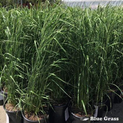 Calamagrostis-acutiflora-Karl Foerster-grass