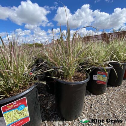 Calamagrostis-acutiflora-Overdam-feahter-reed-grass-pot
