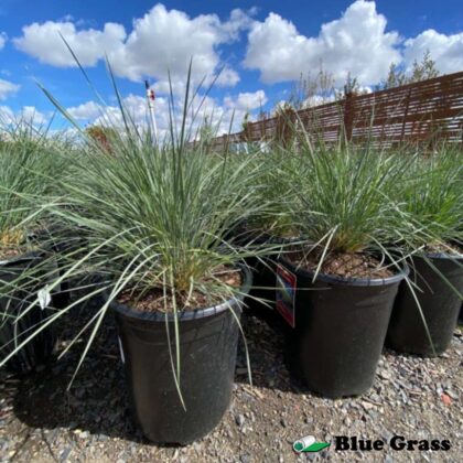 Helictotrichon-sempervirens-blue-oat-grass-pots