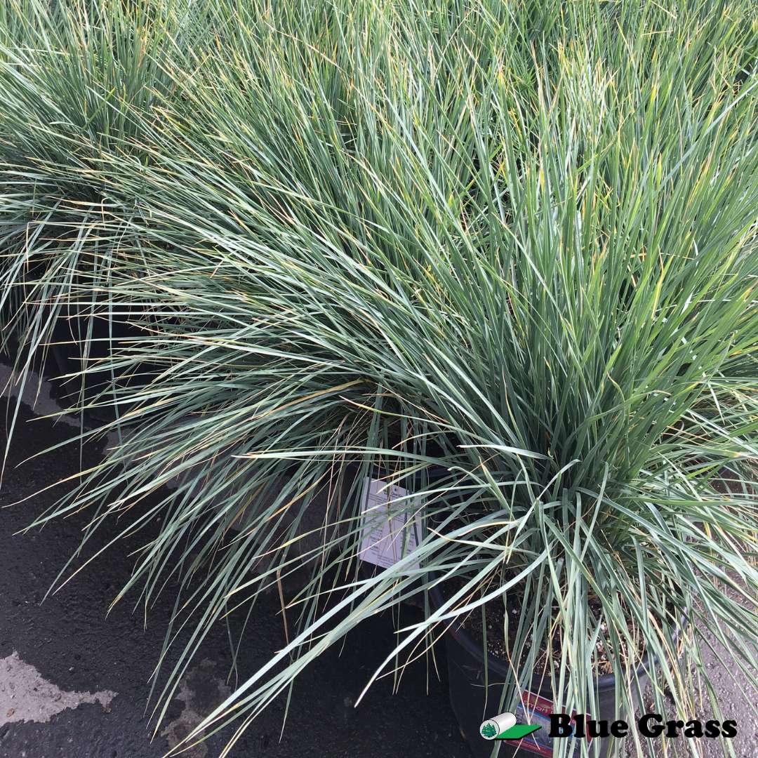 Helictotrichon-sempervirens-blue-oat-grass