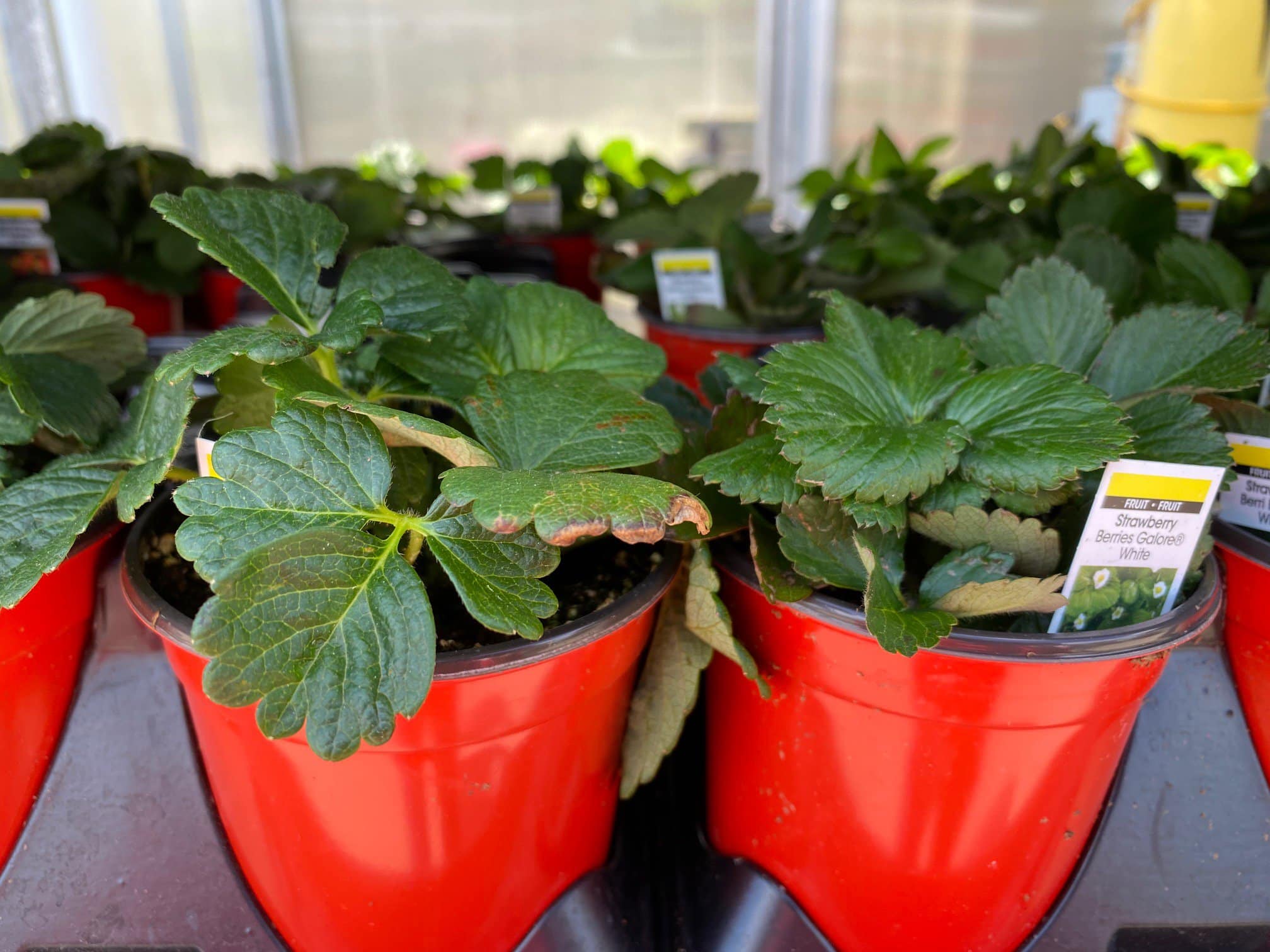 4″ Pot Strawberry Plant