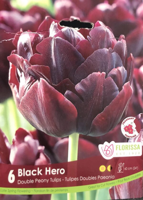 fall-bulbs-tulips-black-hero-double-peony